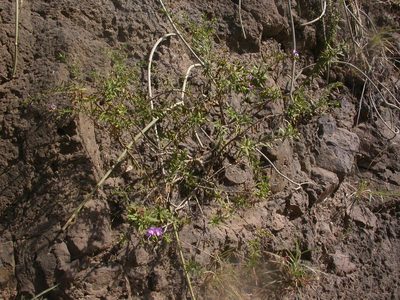 Campylanthus glaber, photographed by Yves Bas