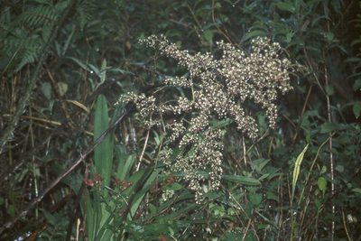 Cyrtochilum myanthum, photographed by desertnaturalist