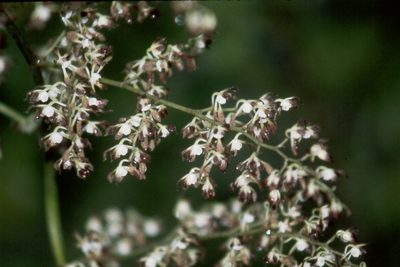 Cyrtochilum myanthum, photographed by desertnaturalist