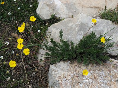 Potentilla ovina, photographed by Todd Boland
