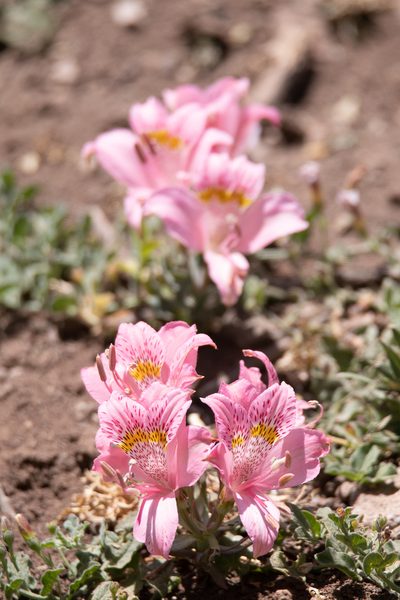 Alstroemeria pallida, photographed by Darío De la Fuente