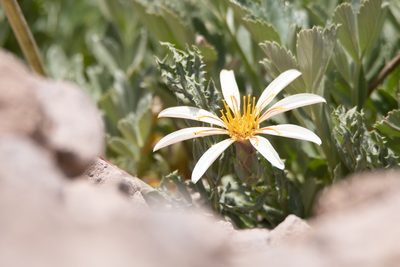 Mutisia sinuata, photographed by Darío De la Fuente