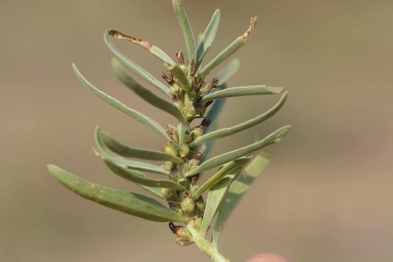 Enicostema axillare, photographed by S.MORE