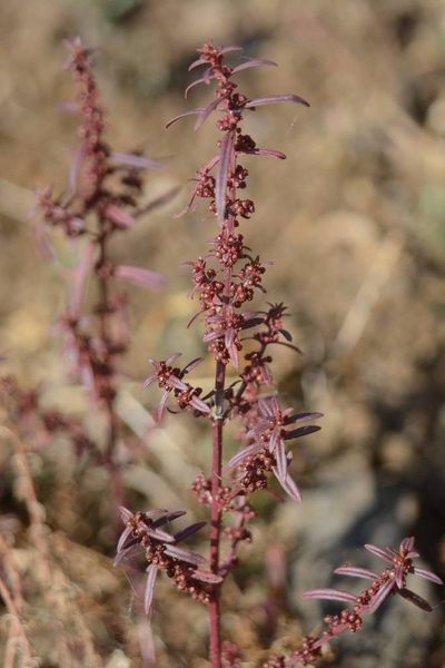 Ammannia baccifera, photographed by S.MORE