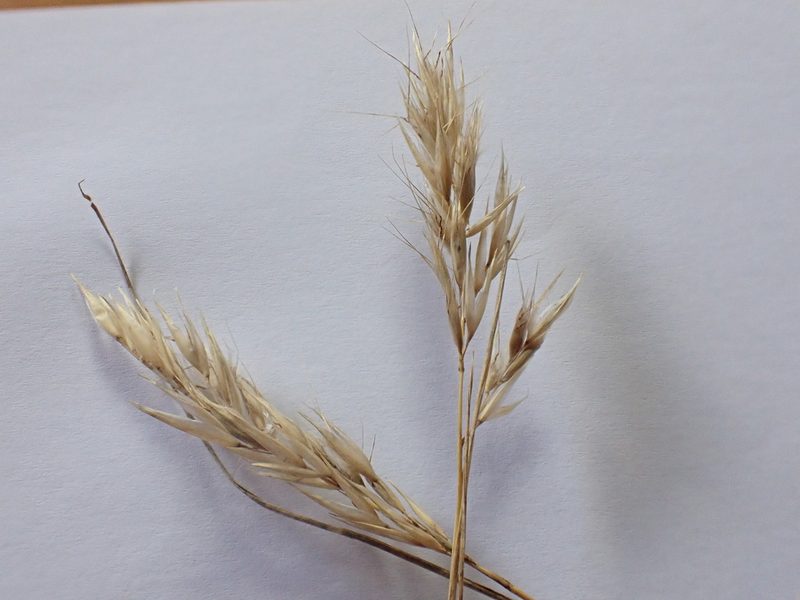 Rytidosperma bipartitum, photographed by Nina Kerr