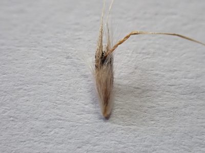 Rytidosperma bipartitum, photographed by Nina Kerr