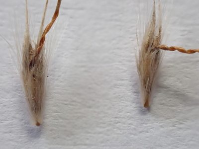 Rytidosperma bipartitum, photographed by Nina Kerr
