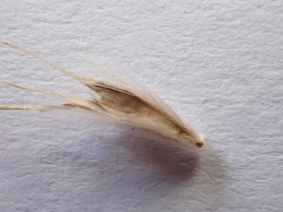 Rytidosperma bipartitum, photographed by Nina Kerr