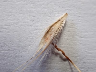 Rytidosperma bipartitum, photographed by Nina Kerr