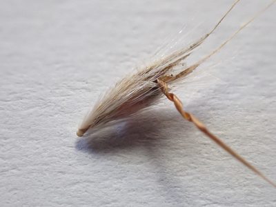 Rytidosperma bipartitum, photographed by Nina Kerr