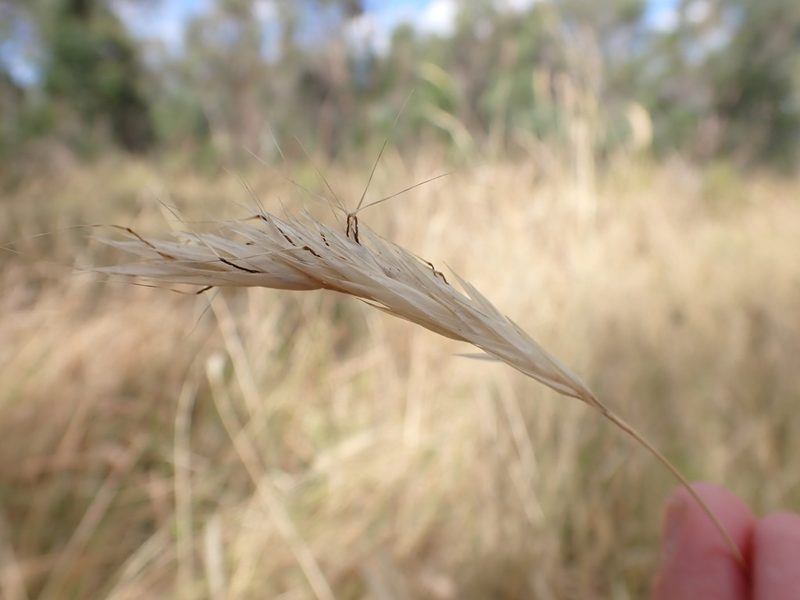 Rytidosperma pilosum, photographed by Nina Kerr