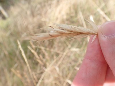 Rytidosperma pilosum, photographed by Nina Kerr