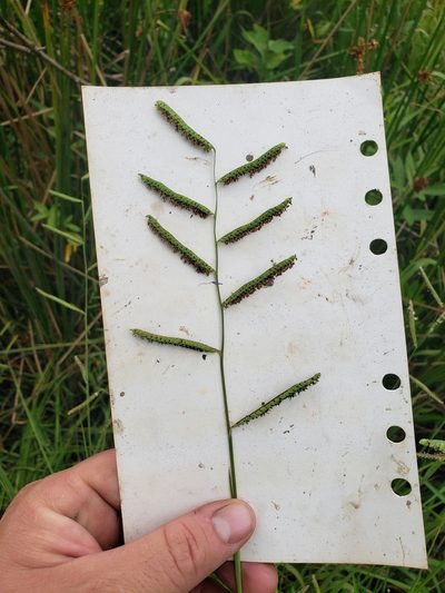 Paspalum denticulatum, photographed by Jody Shugart