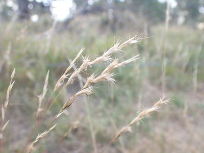Rytidosperma racemosum, photographed by Nina Kerr