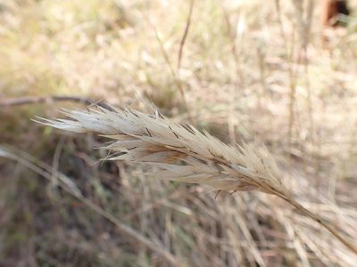 Rytidosperma caespitosum, photographed by Nina Kerr