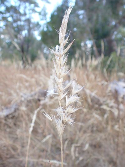 Rytidosperma fulvum, photographed by Nina Kerr