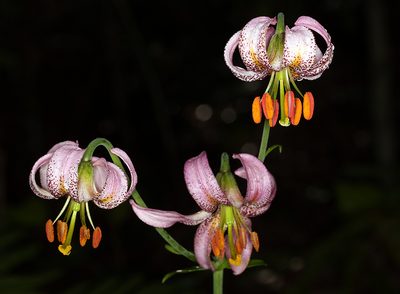 Lilium kelloggii, photographed by Steve Matson