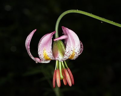Lilium kelloggii, photographed by Steve Matson
