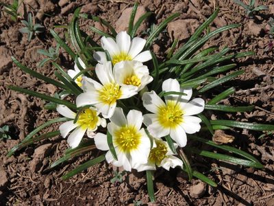 Calandrinia affinis, photographed by Nicolás Lavandero