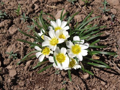 Calandrinia affinis, photographed by Nicolás Lavandero