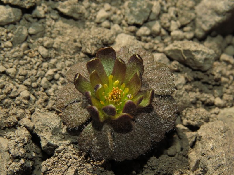 Knowltonia major, photographed by Nicolás Lavandero