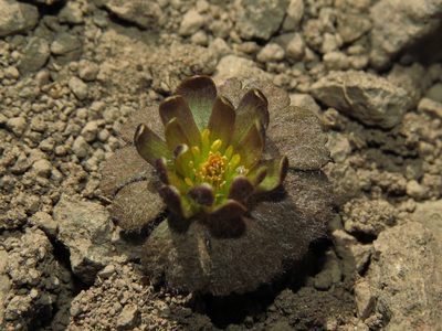 Knowltonia major, photographed by Nicolás Lavandero