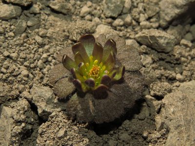 Knowltonia major, photographed by Nicolás Lavandero