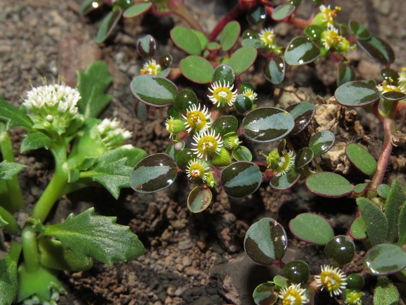 Euphorbia germainii, photographed by Nicolás Lavandero