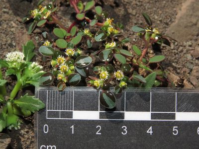 Euphorbia germainii, photographed by Nicolás Lavandero