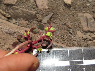 Euphorbia germainii, photographed by Nicolás Lavandero