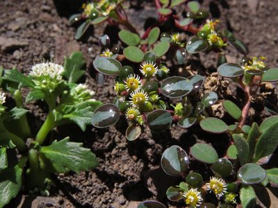 Euphorbia germainii, photographed by Nicolás Lavandero