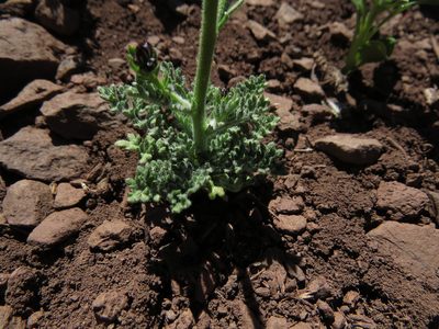 Gilia crassifolia, photographed by Nicolás Lavandero