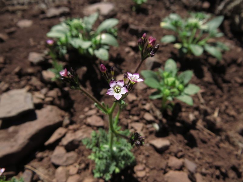Gilia crassifolia, photographed by Nicolás Lavandero