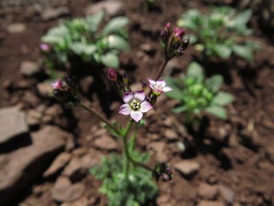 Gilia crassifolia, photographed by Nicolás Lavandero