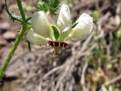 Loasa prostrata, photographed by Nicolás Lavandero