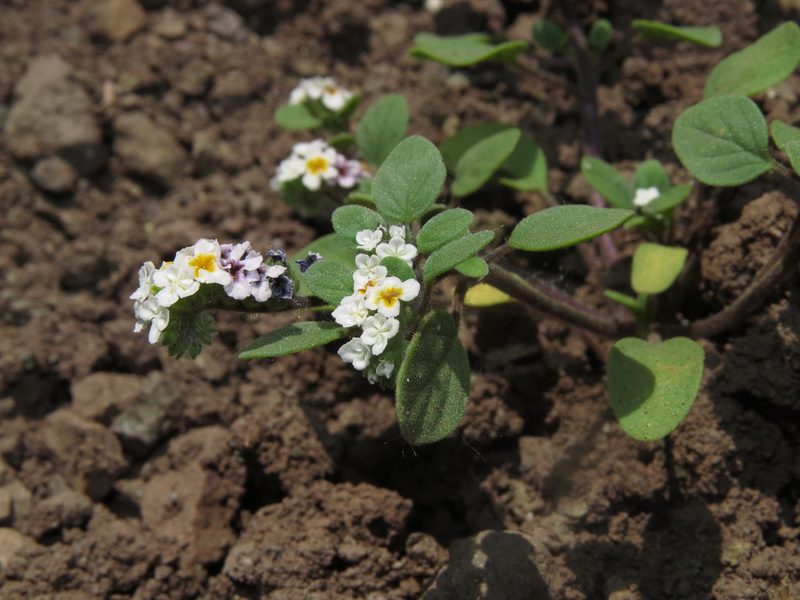Heliotropium geissei, photographed by Nicolás Lavandero