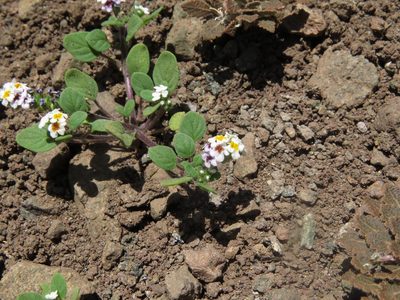 Heliotropium geissei, photographed by Nicolás Lavandero
