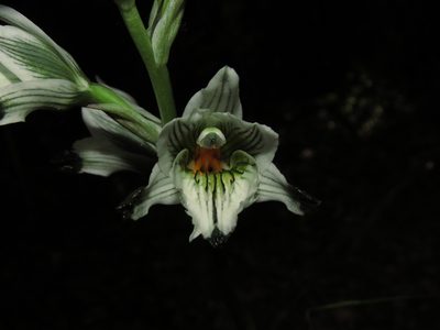 Chloraea bletioides, photographed by Nicolás Lavandero