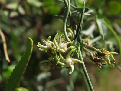Tweedia birostrata, photographed by Nicolás Lavandero