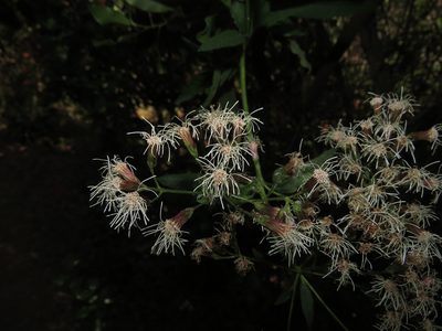 Aristeguietia salvia, photographed by Nicolás Lavandero