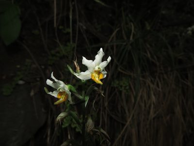 Gavilea longibracteata, photographed by Nicolás Lavandero