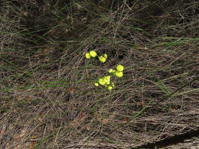 Calceolaria nudicaulis, photographed by Nicolás Lavandero