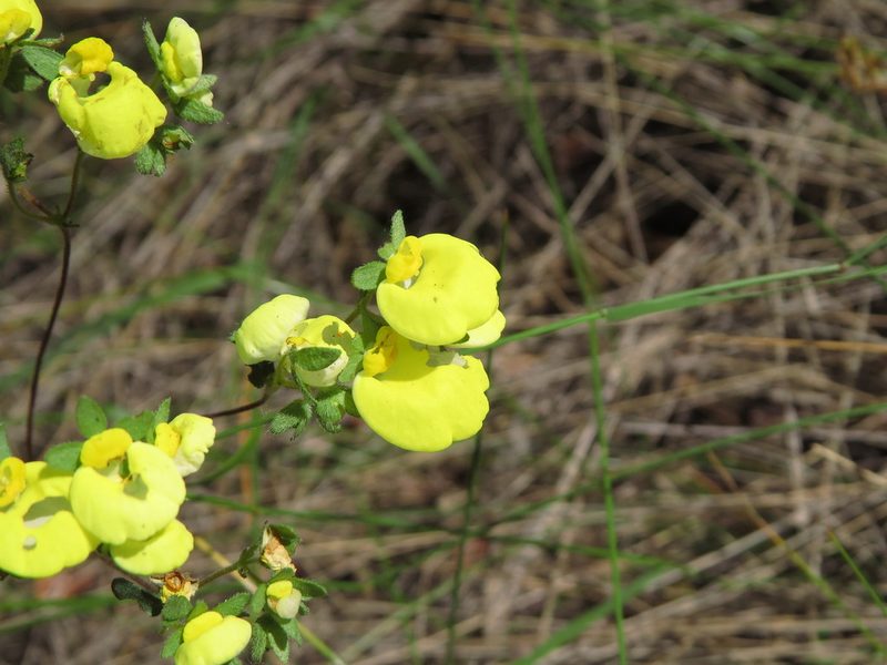 Calceolaria nudicaulis, photographed by Nicolás Lavandero