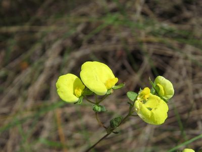 Calceolaria nudicaulis, photographed by Nicolás Lavandero