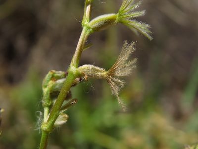 Valeriana papilla, photographed by Nicolás Lavandero