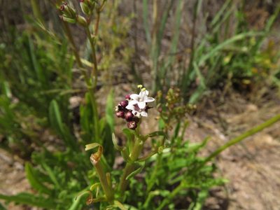 Valeriana papilla, photographed by Nicolás Lavandero