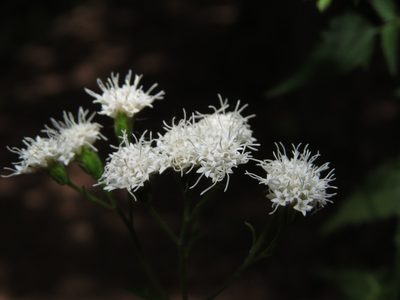 Ageratina glechonophylla, photographed by Nicolás Lavandero