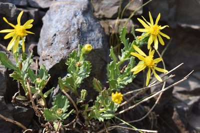 Senecio fremontii, photographed by John Powers