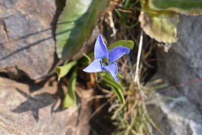 Gentianopsis barbellata, photographed by John Powers