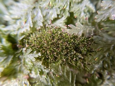 Syrrhopodon texanus, photographed by Brandon Corder